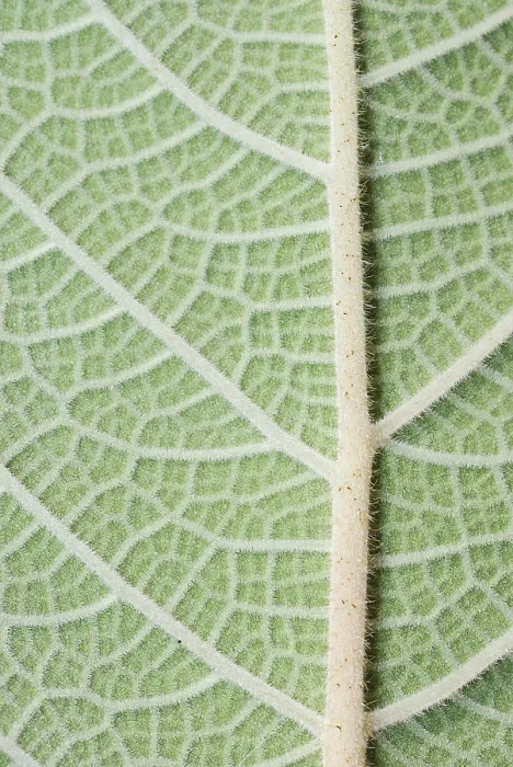 Framed Print : Macro Print of a Green Leaf Framed Print : Macro Print of a Green Leaf