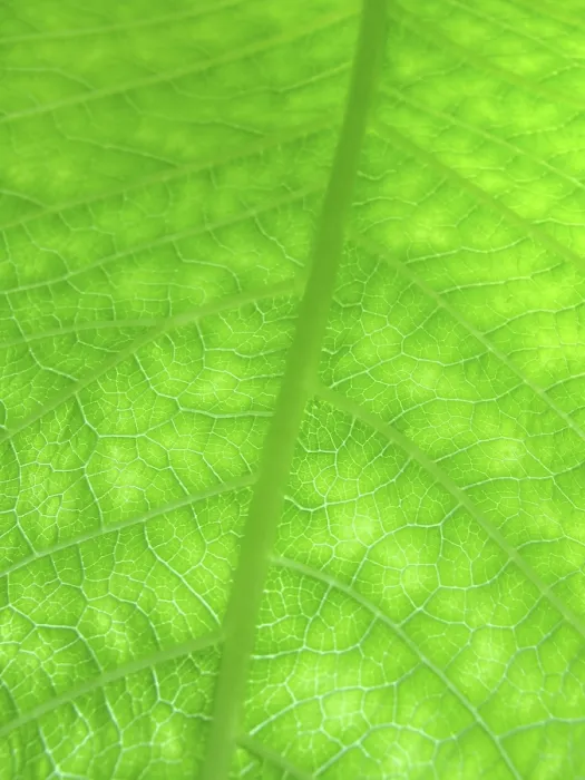 Framed Print : Macro Print of a Green Leaf Framed Print : Macro Print of a Green Leaf