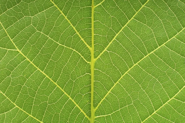 Framed Print : Large Format Print of a Leaf Macro Image Framed Print : Large Format Print of a Leaf Macro Image