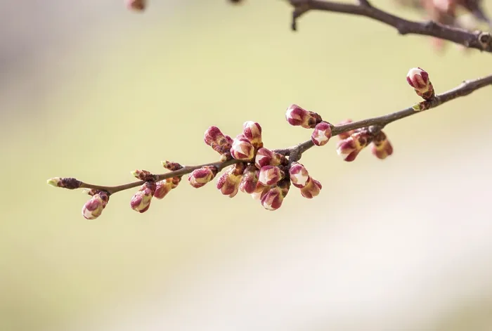 Framed Print : Macro Print of Apple Tree Buds in Spring Framed Print : Macro Print of Apple Tree Buds in Spring