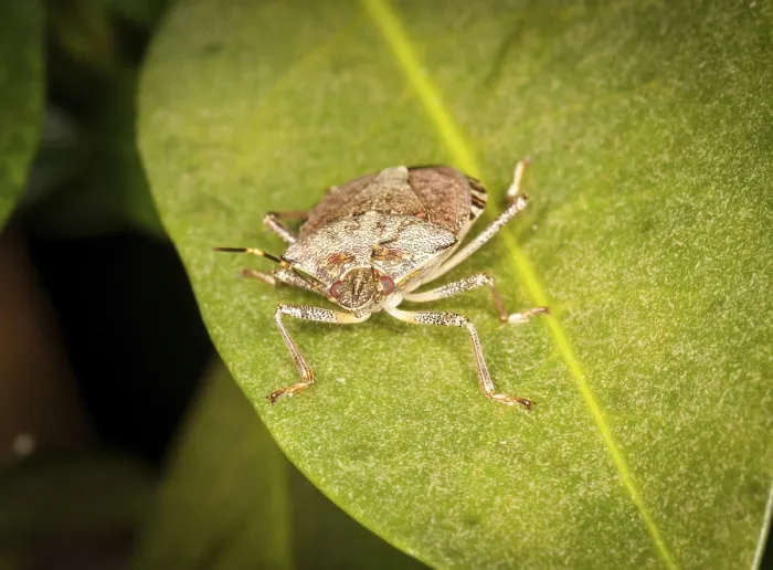 Framed Print : Macro Shot of Stinkbug on Evergreen Leaf Print Framed Print : Macro Shot of Stinkbug on Evergreen Leaf Print