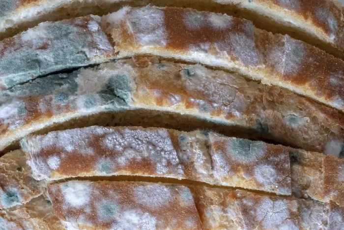 Framed Print : Macro View of Moldy Bread Slices Print Framed Print : Macro View of Moldy Bread Slices Print