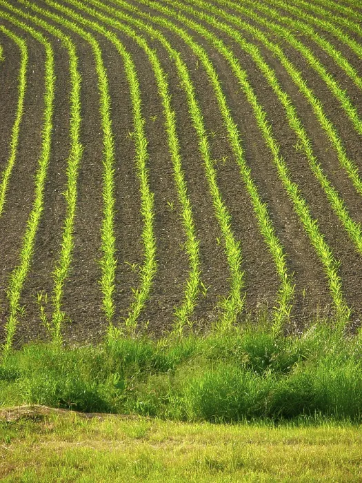 Framed Print : Maize Field Print Framed Print : Maize Field Print