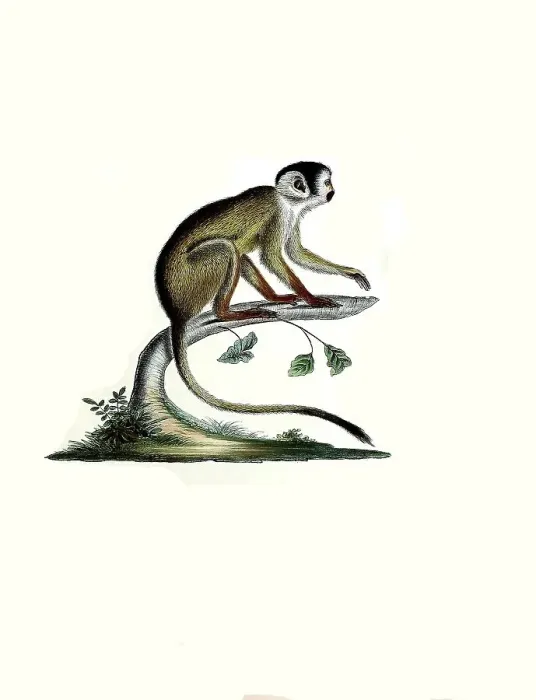 Framed Print : Historical Print of Dark Squirrel Monkey, 1860 Framed Print : Historical Print of Dark Squirrel Monkey, 1860