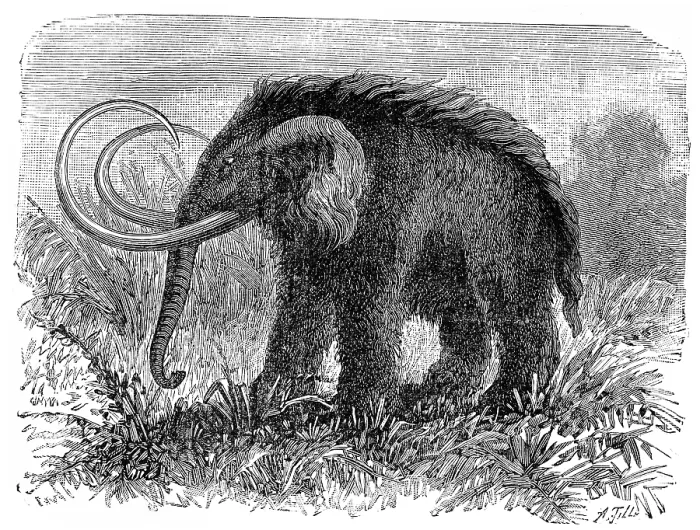 Framed Print : Vintage Print of Elephas primigenius, 1886 Framed Print : Vintage Print of Elephas primigenius, 1886