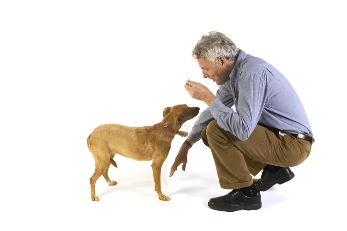 Framed Print : Man Training Dog Obedience Print Framed Print : Man Training Dog Obedience Print