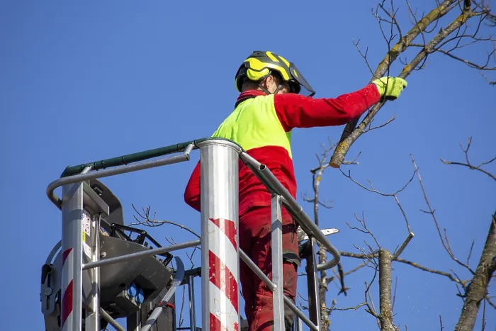 Framed Print : Man on the work platform pruning trees Print Framed Print : Man on the work platform pruning trees Print