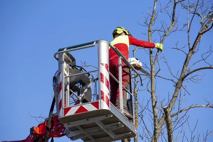 Framed Print : Man on the work platform pruning trees Print Framed Print : Man on the work platform pruning trees Print
