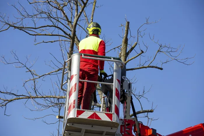 Framed Print : Man on the Work Platform Pruning Trees Print