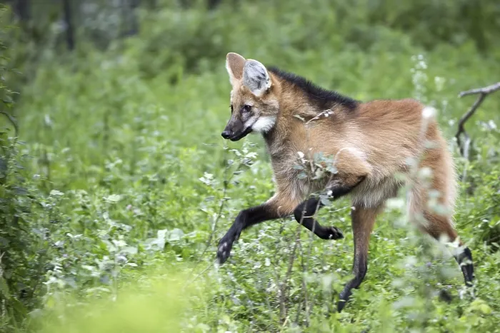 Framed Print : Maned Wolf in the Run Print Framed Print : Maned Wolf in the Run Print