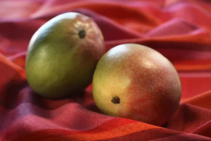 Framed Print : Mangoes Print by imageBROKER Framed Print : Mangoes Print by imageBROKER