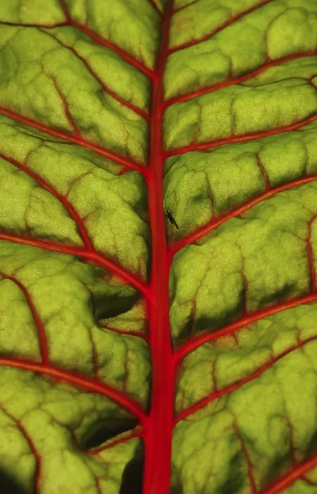 Framed Print : Mangoldblatt Print with Deep Green Leaves Framed Print : Mangoldblatt Print with Deep Green Leaves