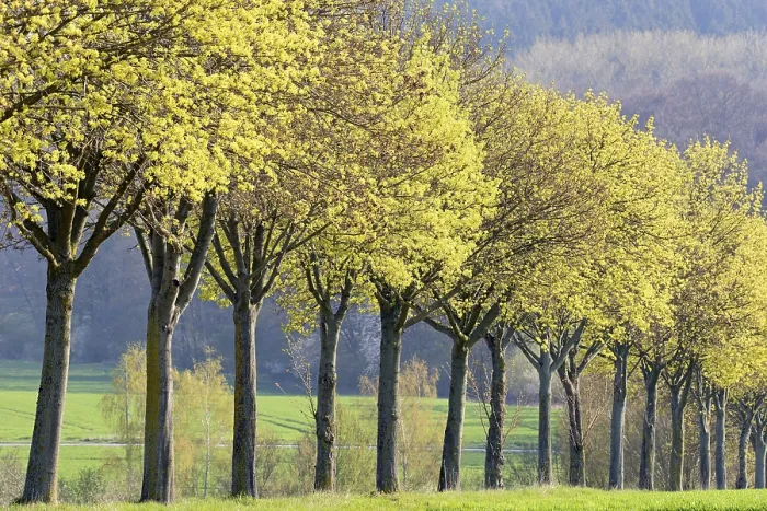Framed Print : Maple Tree Row Print, North Rhine-Westphalia, Germany Framed Print : Maple Tree Row Print, North Rhine-Westphalia, Germany