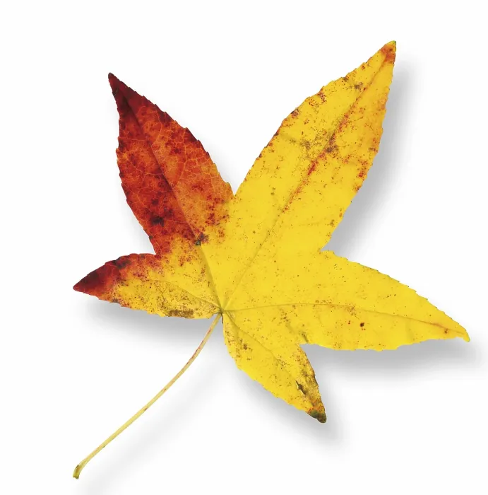 Framed Print : Maple Leaf Print - Acer Tree Species Framed Print : Maple Leaf Print - Acer Tree Species