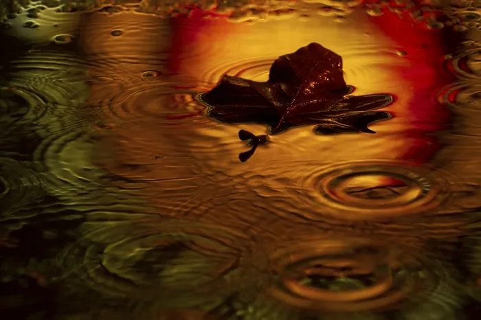 Framed Print : Maple Leaf Print in Rainy Puddle Reflection Framed Print : Maple Leaf Print in Rainy Puddle Reflection