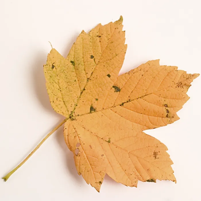 Framed Print : Autumn Maple Leaf Print