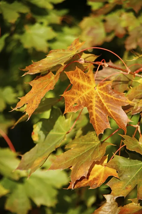 Framed Print : Print of Maple Leaves Framed Print : Print of Maple Leaves
