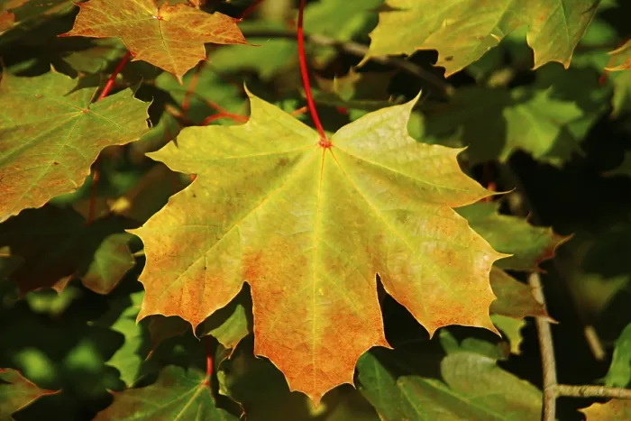 Framed Print : Maple Leaf Print