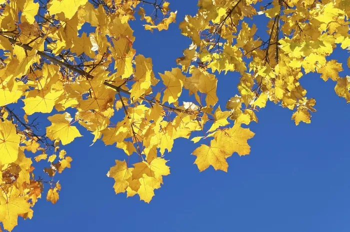 Framed Print : Autumn Maple Leaves Print Framed Print : Autumn Maple Leaves Print