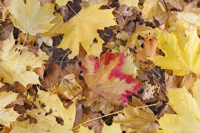 Framed Print : Germany Maple Leaves Print Framed Print : Germany Maple Leaves Print