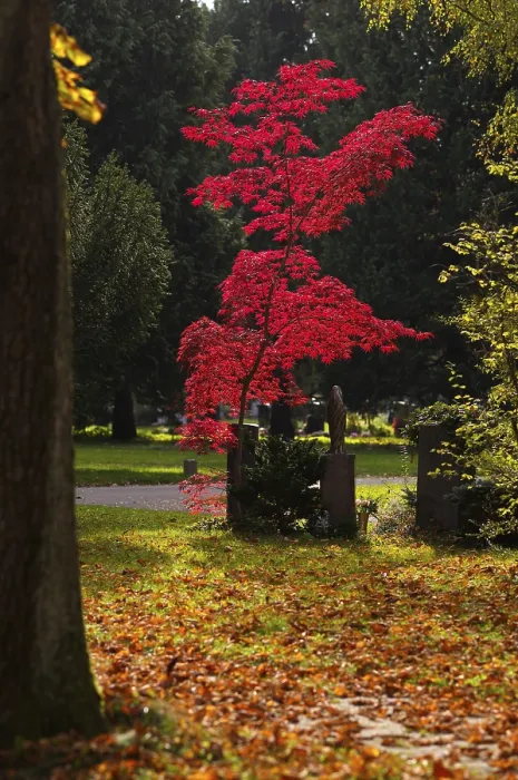 Framed Print : Autumn Maple Tree in Stuttgart Cemetery Print Framed Print : Autumn Maple Tree in Stuttgart Cemetery Print