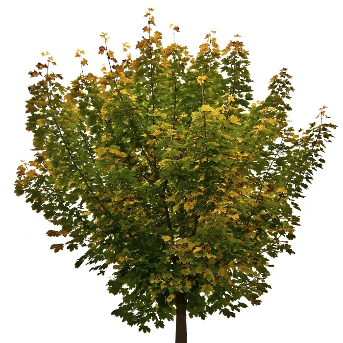 Framed Print : Maple Tree Print (Acer) Framed Print : Maple Tree Print (Acer)