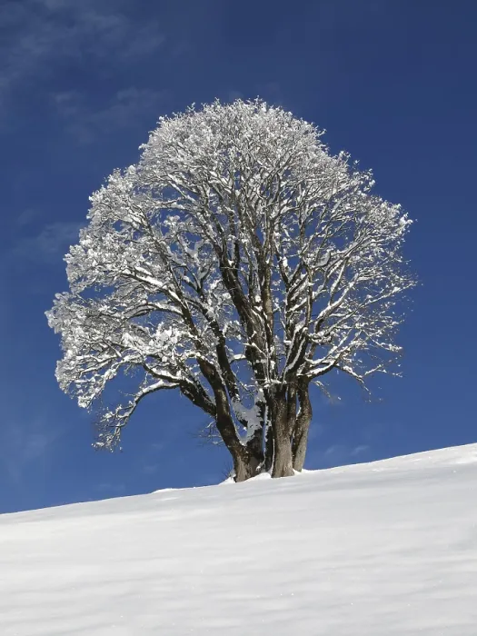Framed Print : Maple Tree Print: Winter Landscape Framed Print : Maple Tree Print: Winter Landscape