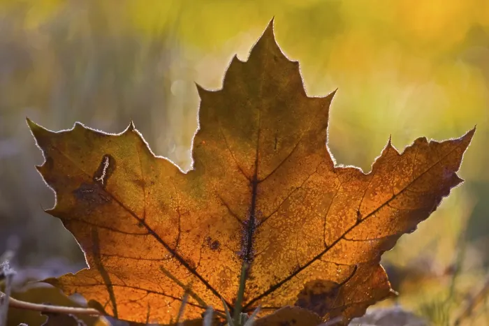 Framed Print : Maple Tree Leaf Print Framed Print : Maple Tree Leaf Print