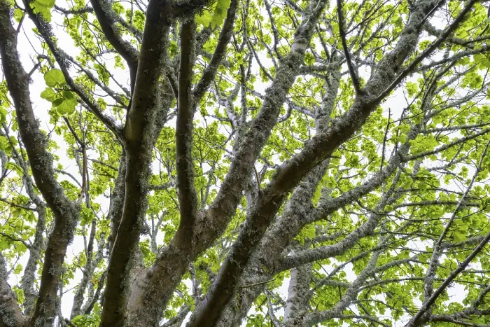 Framed Print : Maple Tree Print with Lichen in Spring, Isle of Skye Framed Print : Maple Tree Print with Lichen in Spring, Isle of Skye