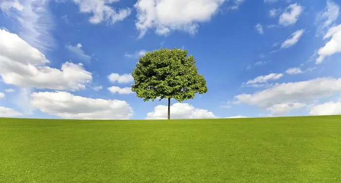 Framed Print : Maple Tree Print: Serene Blue Sky Landscape Framed Print : Maple Tree Print: Serene Blue Sky Landscape