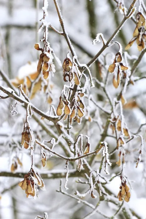 Framed Print : Maple Tree in Winter, Germany Print Framed Print : Maple Tree in Winter, Germany Print