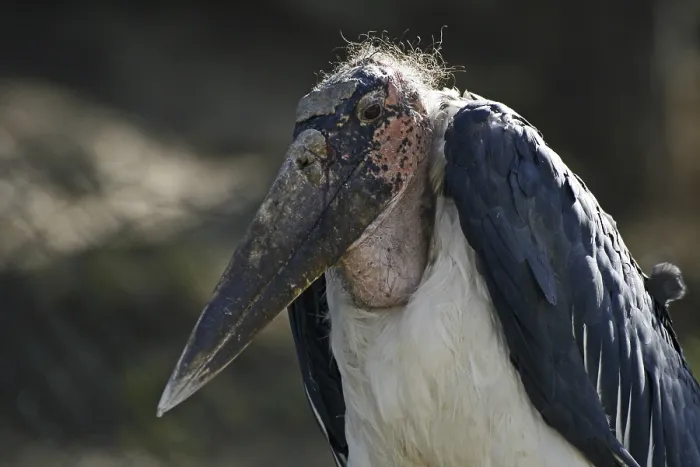 Framed Print : Marabou Stork Print Framed Print : Marabou Stork Print