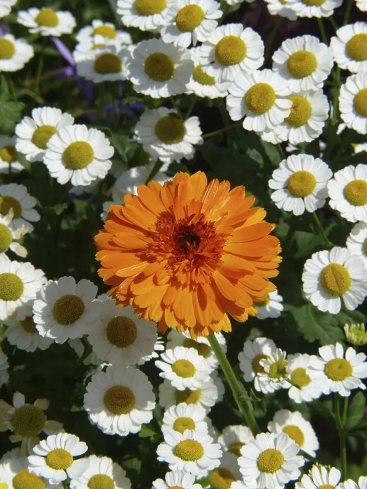 Framed Print : Marigold Print by ImageBROKER Framed Print : Marigold Print by ImageBROKER