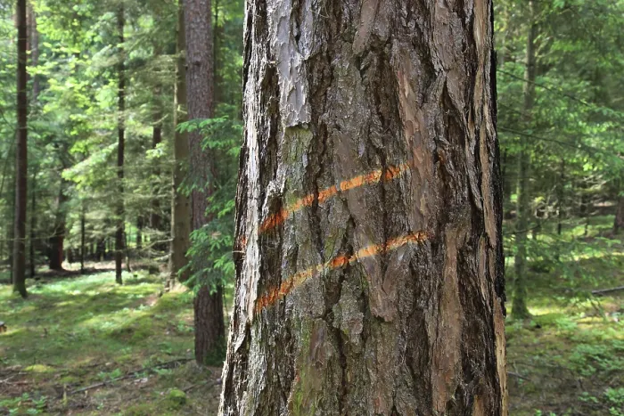 Framed Print : Marking on a tree trunk for logging work Print Framed Print : Marking on a tree trunk for logging work Print