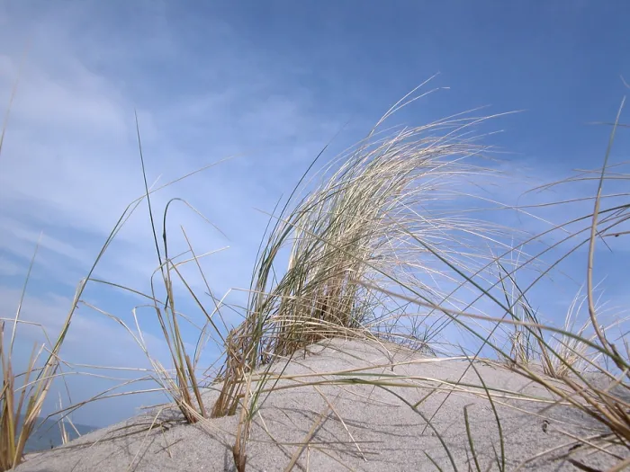 Framed Print : Marram Grass Print Framed Print : Marram Grass Print