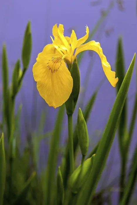 Framed Print : Marsh Iris Print, Oberstdorf, Germany Framed Print : Marsh Iris Print, Oberstdorf, Germany