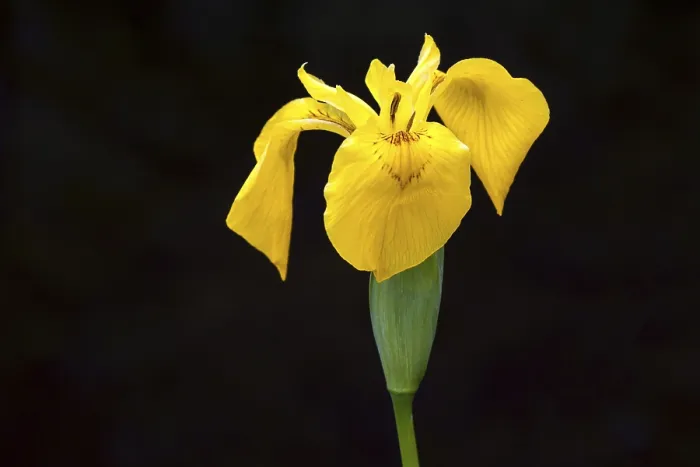 Framed Print : Marsh Iris Print, Oberstdorf, Bavaria, Germany Framed Print : Marsh Iris Print, Oberstdorf, Bavaria, Germany