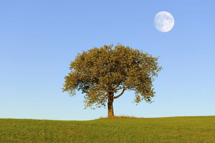Framed Print : Meadow with cherry tree and moon Print, Baden-Württemberg, Germany Framed Print : Meadow with cherry tree and moon Print, Baden-Württemberg, Germany