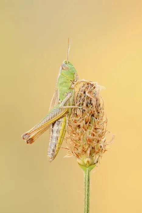 Framed Print : Meadow Grasshopper Print - Female, Germany Framed Print : Meadow Grasshopper Print - Female, Germany