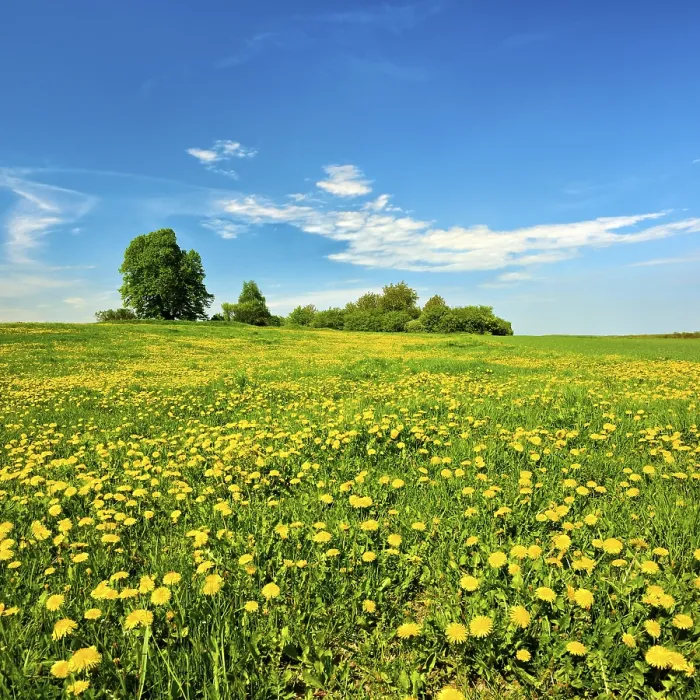 Framed Print : Meadow in Spring Print, Harz Foreland, Germany Framed Print : Meadow in Spring Print, Harz Foreland, Germany