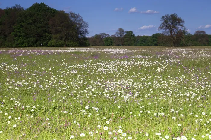 Framed Print : Spring Bloom in German Floodplain Meadows Print Framed Print : Spring Bloom in German Floodplain Meadows Print