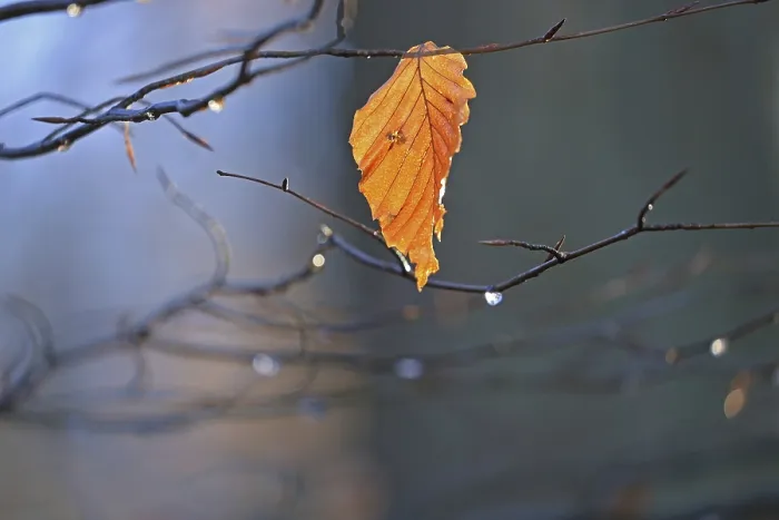 Framed Print : Beech Tree Leaf Print in Backlight Framed Print : Beech Tree Leaf Print in Backlight