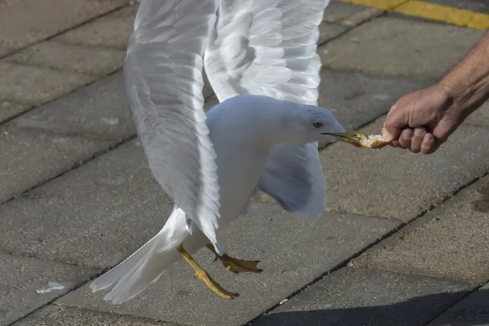 Framed Print : Mediterranean Gull Pulling Bread from Hand, Venice Print Framed Print : Mediterranean Gull Pulling Bread from Hand, Venice Print