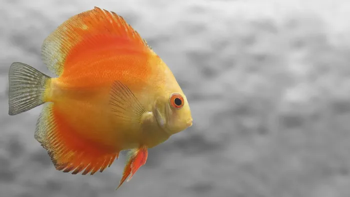 Framed Print : Melon Discus Fish Print on Gray Background Framed Print : Melon Discus Fish Print on Gray Background
