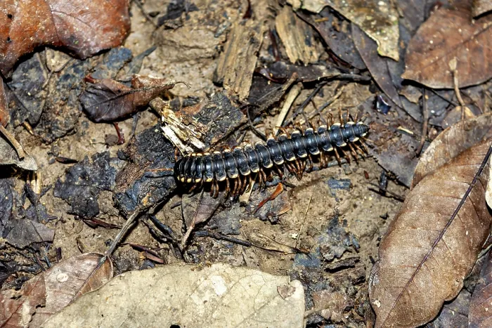 Framed Print : A Millipede on the Forest Floor Print Framed Print : A Millipede on the Forest Floor Print