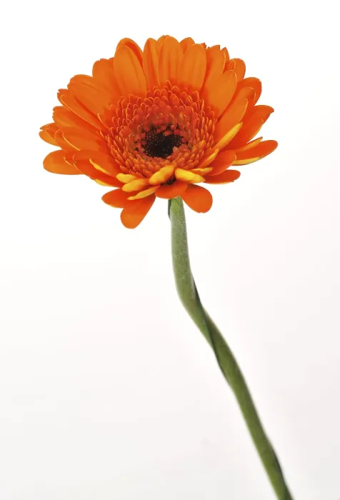 Framed Print : Mini Gerbera Print Framed Print : Mini Gerbera Print