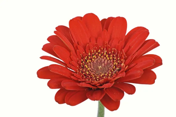Framed Print : Miniature Gerbera Print Framed Print : Miniature Gerbera Print