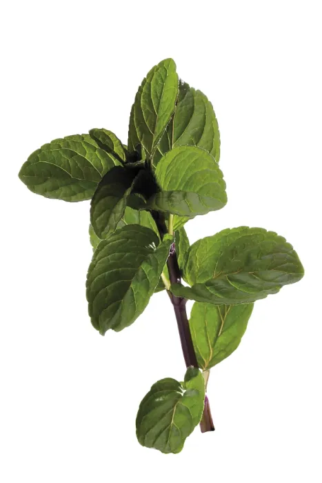 Framed Print : Mint Plant Print - Mentha Framed Print : Mint Plant Print - Mentha