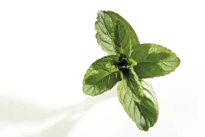 Framed Print : Mint (Mentha) Print Framed Print : Mint (Mentha) Print