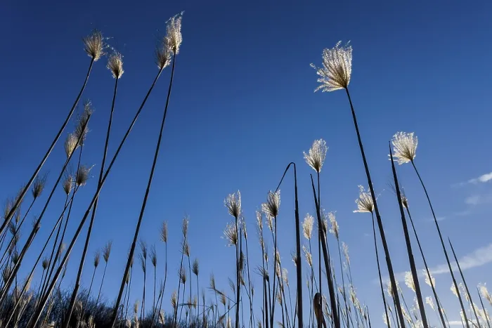 Framed Print : Miscanthus sinensis Print - Renewable Raw Material